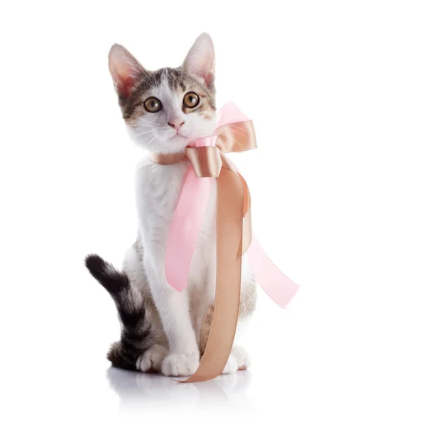 The kitten with a bow — Stock Photo, Image