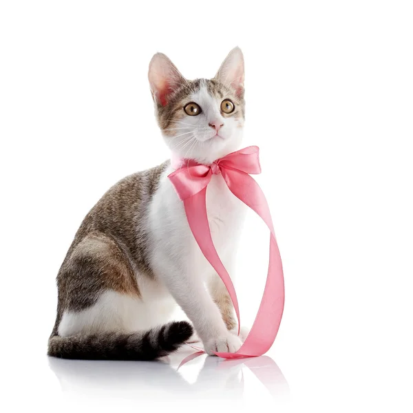 El gatito con una cinta rosa — Foto de Stock