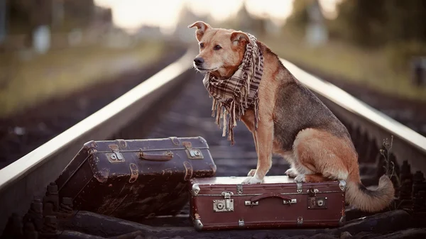 Červený pes sedí na kufru na kolejích — Stock fotografie