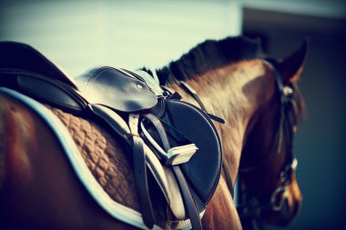 ile stirrups eyer