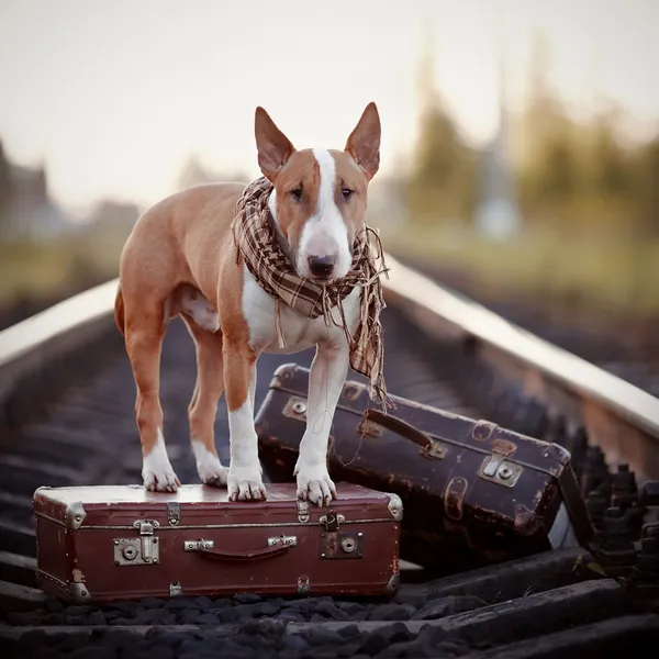 English bull terrier on rails with suitcases. — Stock Photo, Image