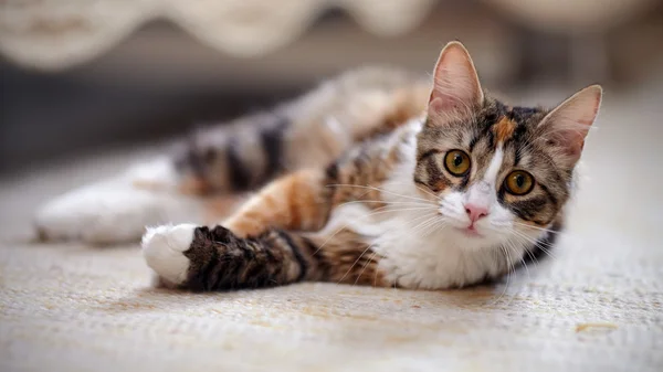 Gato multicolor con ojos amarillos . —  Fotos de Stock