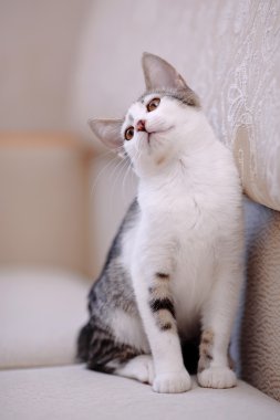 kanepe üzerinde yavru kedi.