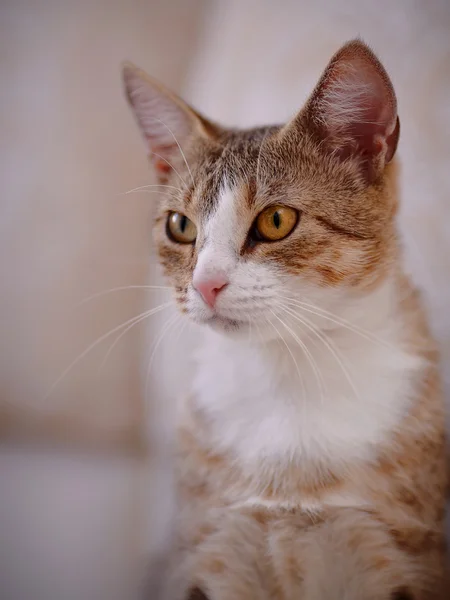 Portrait of a cat with yellow eyes.