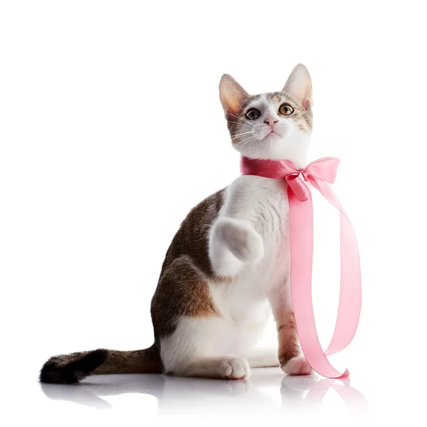 The kitten with a pink tape sits on a white background. — Stock Photo, Image