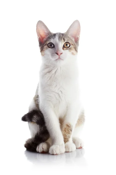 Das Kätzchen sitzt auf weißem Hintergrund. — Stockfoto