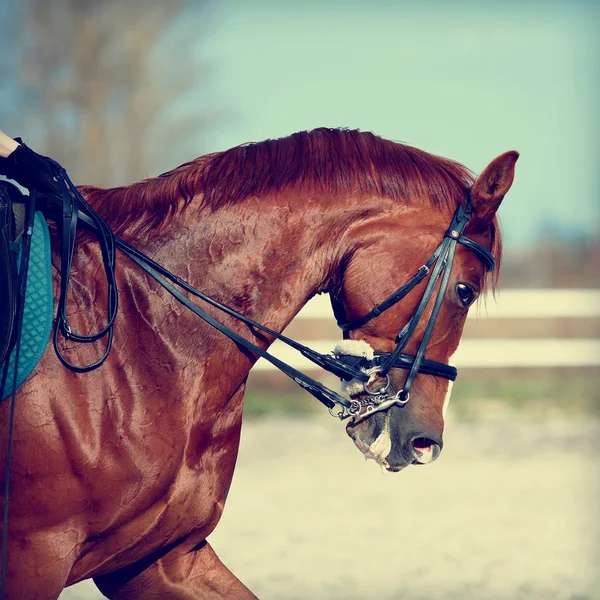 Retrato de un caballo rojo deportivo . —  Fotos de Stock