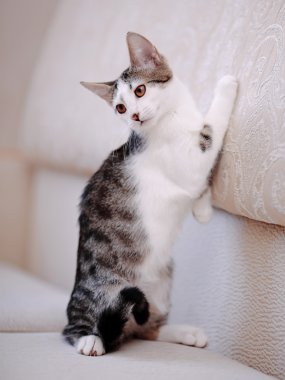 kanepe üzerinde yavru kedi.