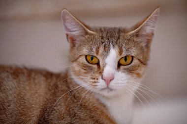 Sarı gözlü kedi portresi.