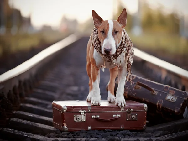 English bull terrier on rails with suitcases. — Stock Photo, Image