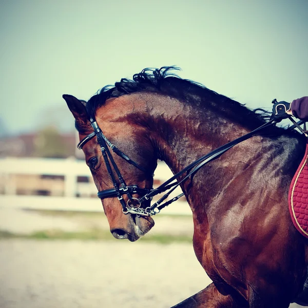 Portret konia sportowego brązowy. — Zdjęcie stockowe