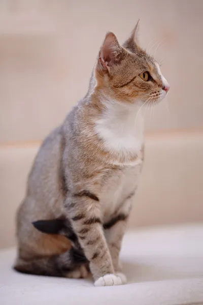 Gato multicolor — Foto de Stock