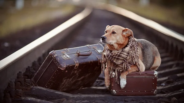Pes na kolejích s kufry. — Stock fotografie