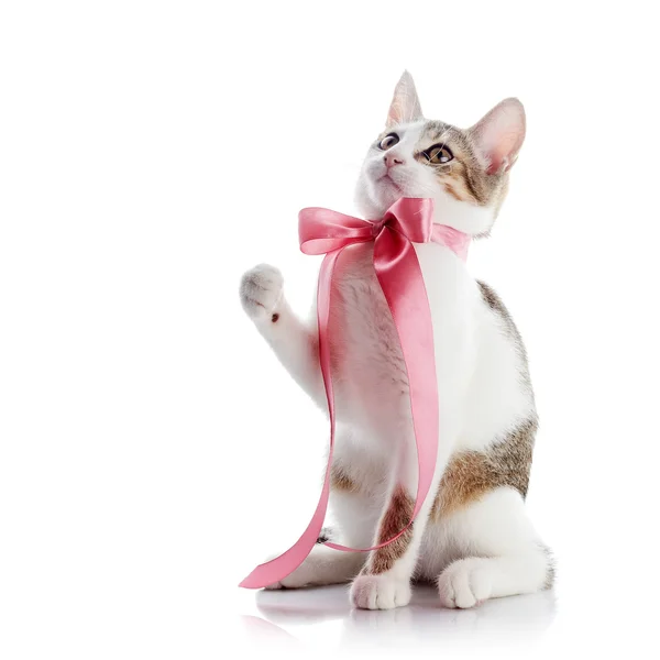 Il gattino con un nastro rosa — Foto Stock