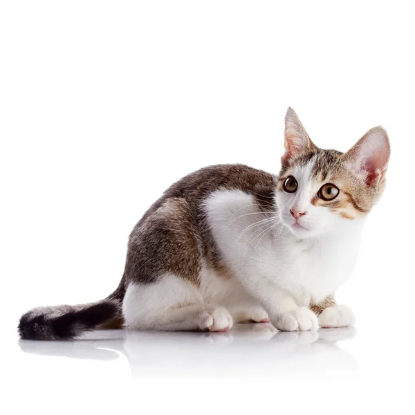 The amusing kitten sits on a white background. — Stock Photo, Image