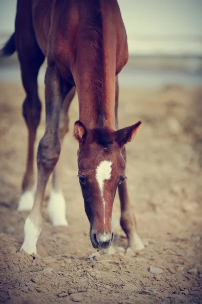 Foal with an asterisk on a forehead. — Stock Photo, Image