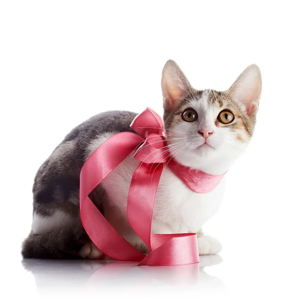 Кошеня з рожевою стрічкою . — стокове фото