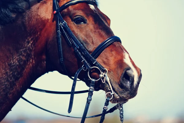 Portrét koně, sportovní hnědá. — Stock fotografie