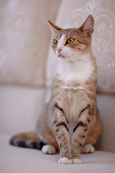 Multi-colored cat with yellow eyes. Stock Image