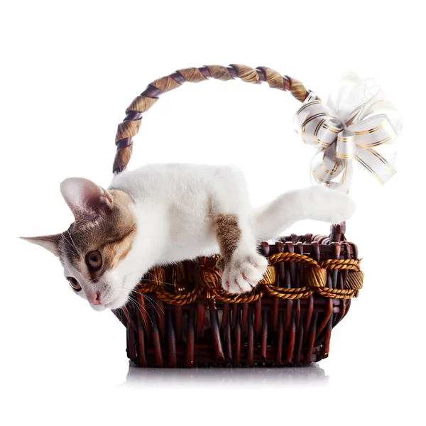 Kitten in a basket with a bow. — Stock Photo, Image