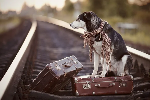 Собака сидит на чемодане по рельсам — стоковое фото