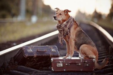 kırmızı köpek bir bavul raylar üzerinde oturur