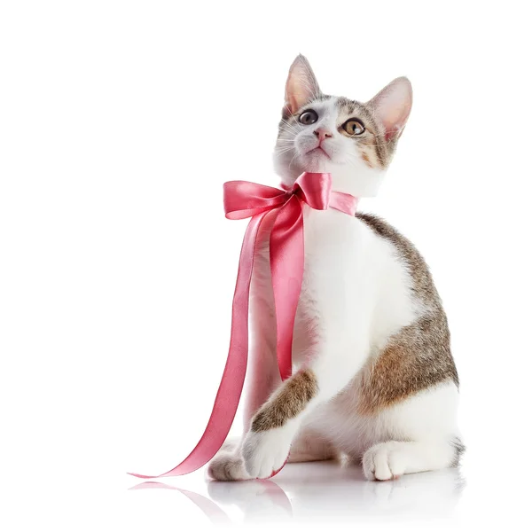 Kitten met een roze boog. — Stockfoto