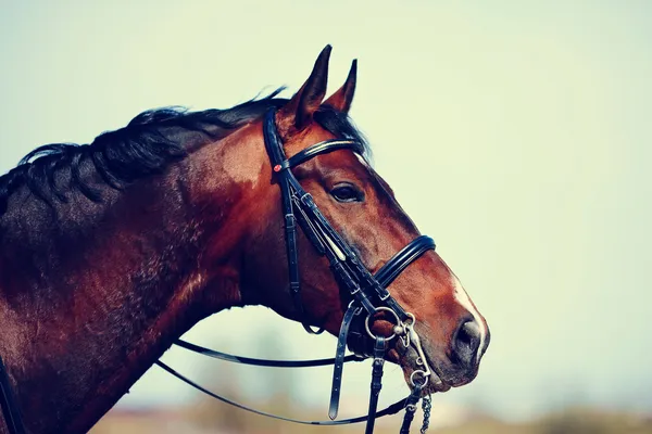 Portrait of a sports brown horse. — Stock Photo, Image