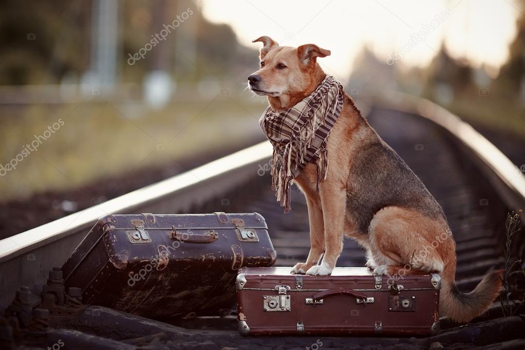 The red dog sits on a suitcase on rails