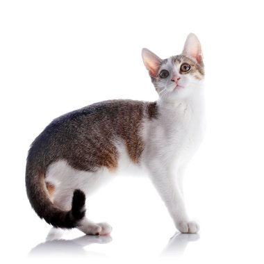 beyaz zemin üzerinde yavru kedi.