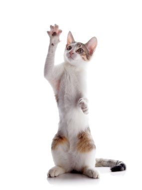 yavru kedi oyunları
