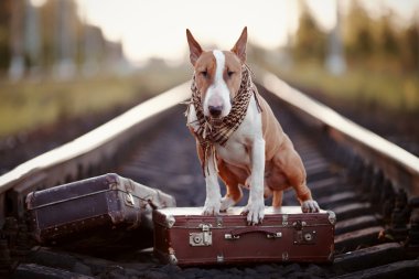 bavul ile raylar üzerinde İngiliz bull terrier.