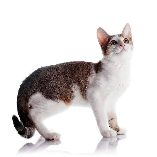 Il gattino su sfondo bianco . — Foto Stock