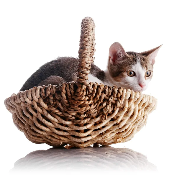 Kitten in a wattled basket — Stock Photo, Image