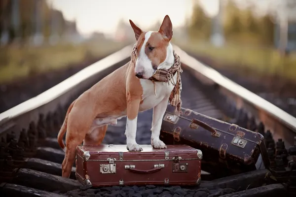 English bull terrier on rails with suitcases. — Stock Photo, Image