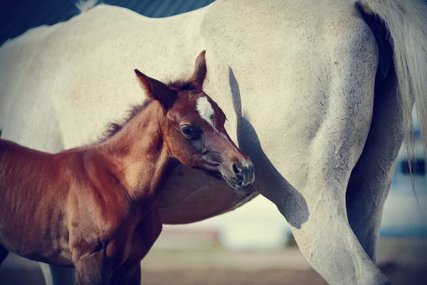 ロバを持つ馬します。. — ストック写真