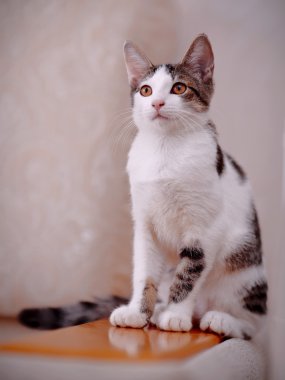 kanepe üzerinde yavru kedi.