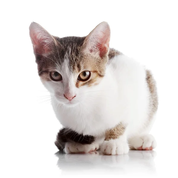 The kitten sits on a white background. — Stock Photo, Image