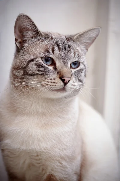 Retrato de un gato de ojos azules a rayas . —  Fotos de Stock