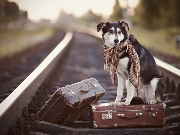Собака сидить на валізі на рейках — стокове фото