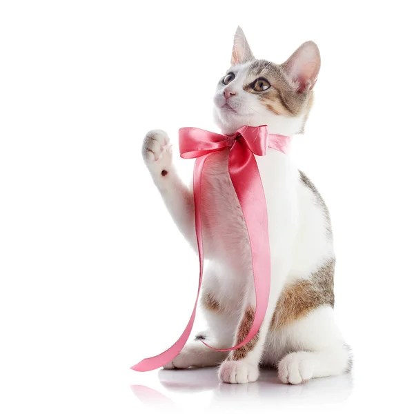 Gattino con fiocco rosa . — Foto Stock