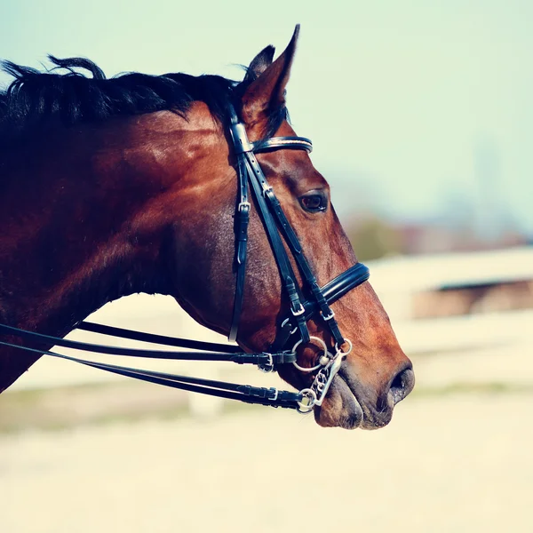 Portrait of a sports horse. — Stock Photo, Image