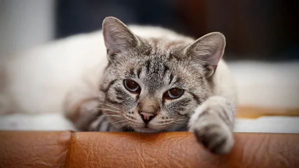 Портрет полосатого голубоглазого кота . — стоковое фото