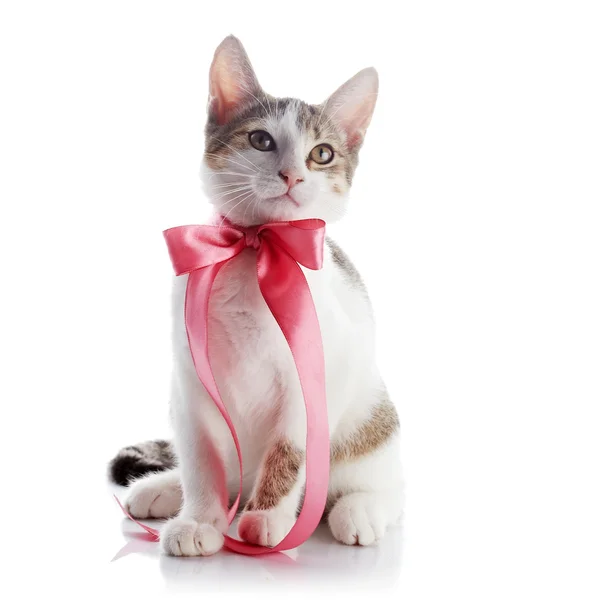 Gatinho com um laço rosa . — Fotografia de Stock