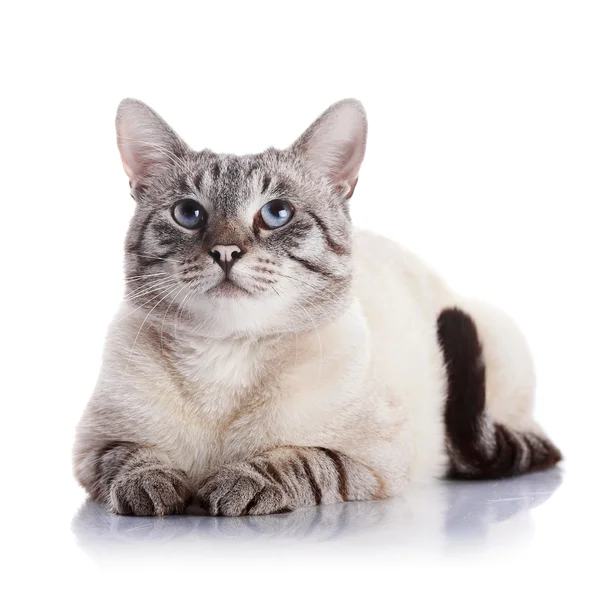 Súlyos kék szemű macska. — Stock Fotó