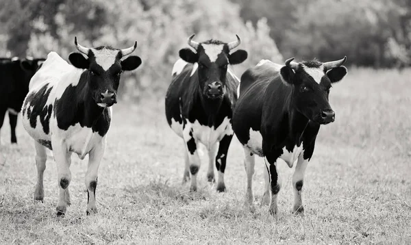 Barevný Obraz Tří Mladých Černobílých Býků Pastvině — Stock fotografie