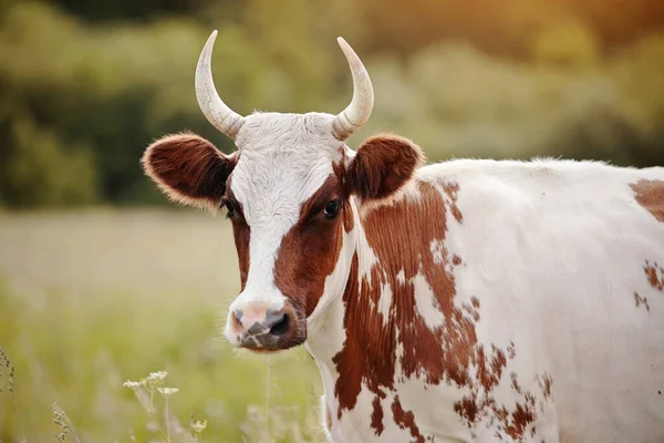 Πορτρέτο Ενός Κόκκινου Μια Λευκή Αγελάδα Ένα Βοσκότοπο — Φωτογραφία Αρχείου
