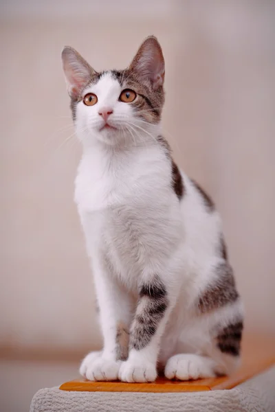 kanepe üzerinde yavru kedi.