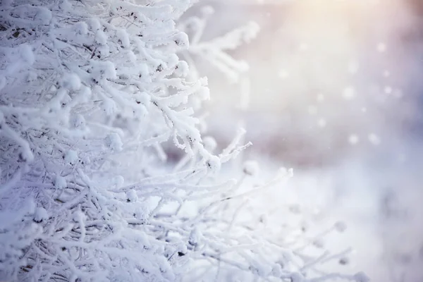 霧氷や冬の雪枝 — ストック写真