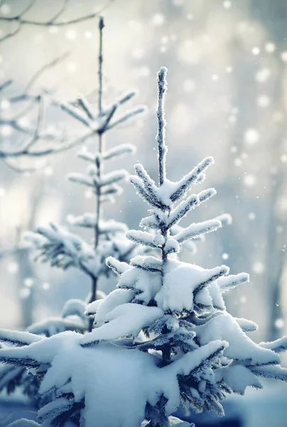 Jodła Zimą Jest Wypełniony Śniegiem — Zdjęcie stockowe